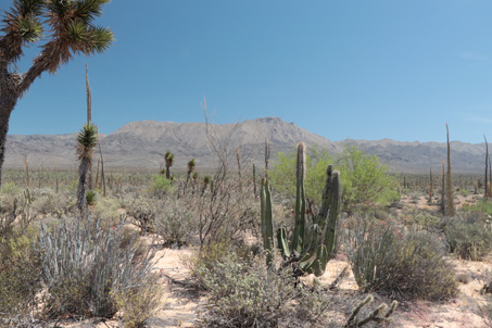 Paisaje del Desierto Central