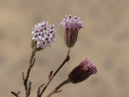 Vizcaino pincushion flowers