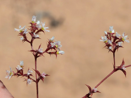 Chorizanthe fimbriata habit