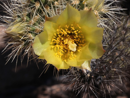 Catavina cholla flower buds