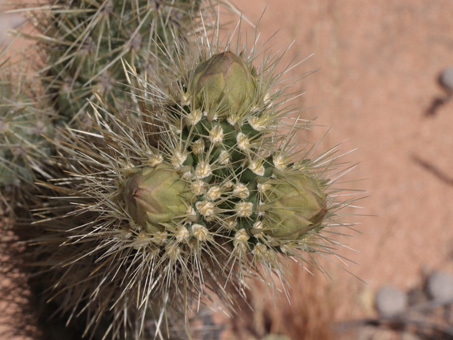 Catavina cholla flower