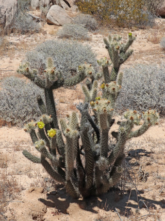 Hábito de la cholla