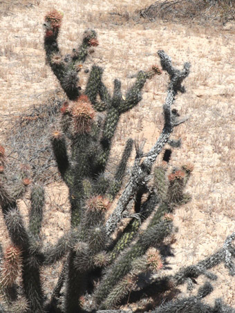 Catavina cholla habit