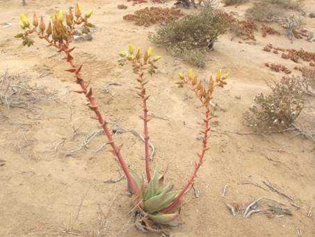 planta de Siempreviva