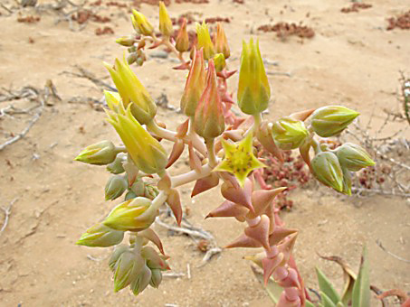 Vizcaino liveforever plant