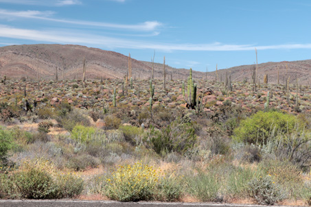 El paisaje de Cataviña