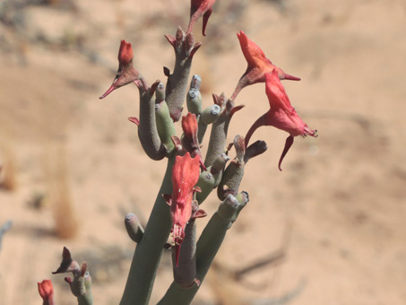 Slipper plant flowers