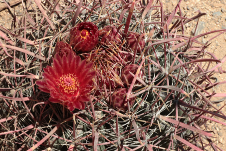 Biznaga de espinas rojas