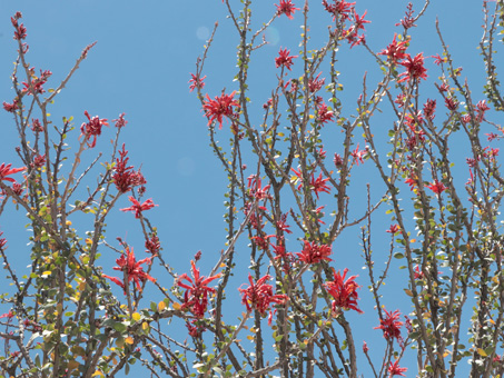 Palo Adan flowers