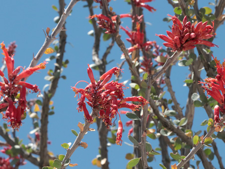 Flores de Palo Adán