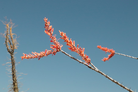 Inflorescencias de Ocotillo