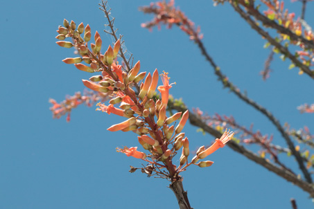 Ocotillo flowers