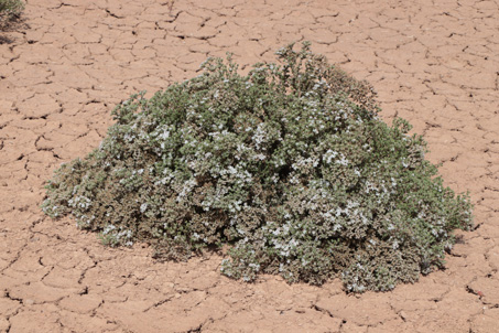 Hábito de yerba reuma