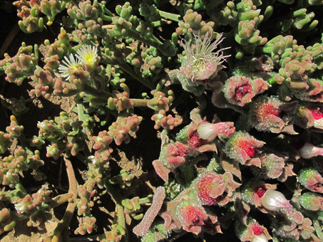 Red-Spine Barrel Cactus