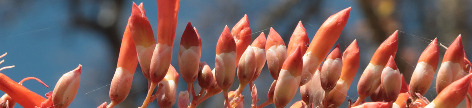 Ocotillo blossoms