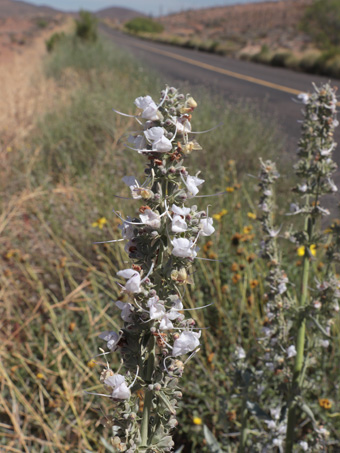 Hábito de Salvia apiana