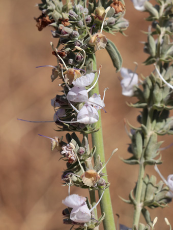 Flores de Salvia apiana