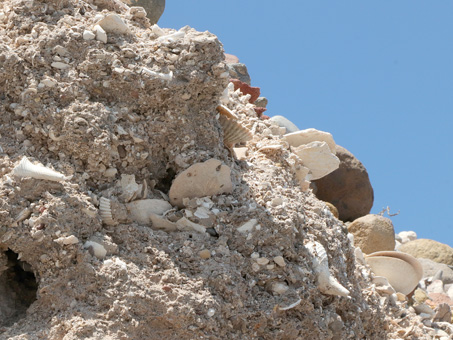 shells embedded in cliff