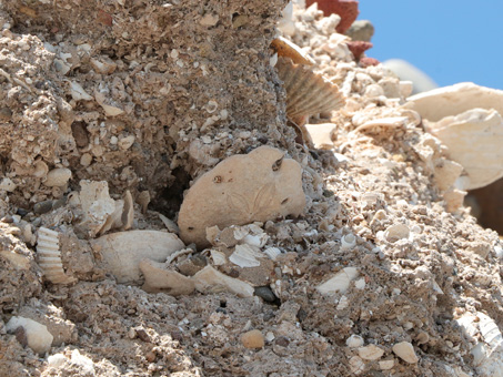 shells embedded in cliff