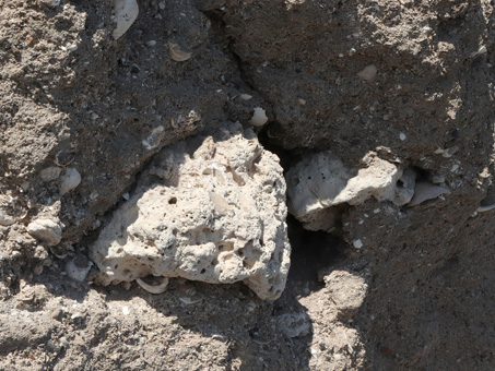 coral at base of bluff