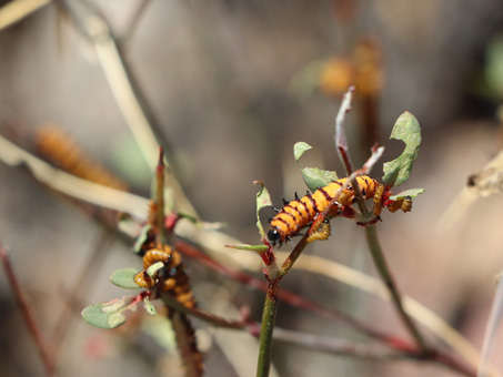 and black caterpillar