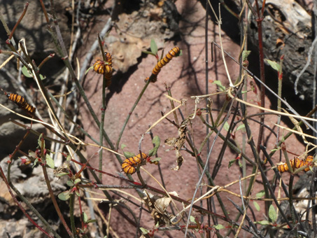 orange and black caterpillar