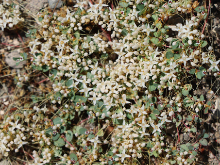 Dodder flowers