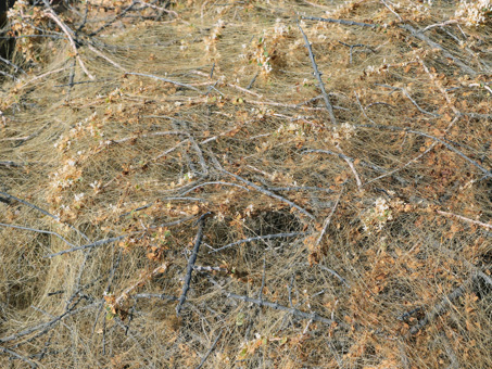 cuscuta flowers