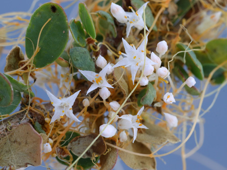 Dodder flowers