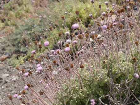 Flores de hofmeisteria