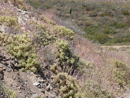 Coast Hofmeisteria plant at base of beach bluff