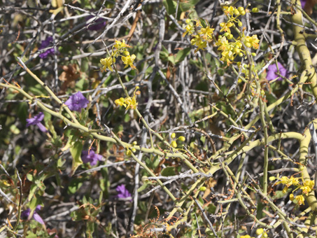 ruellia and palo verde