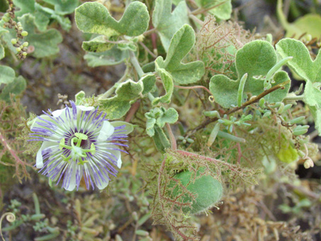 Granadilla o flor de la pasion