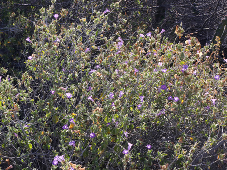 Ruellia californica