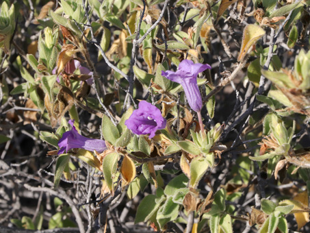 Ruellia californica