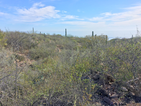 Scrub on coastal bluff