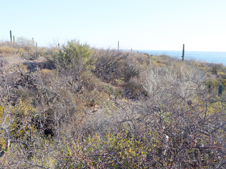 Scrub on coastal bluff