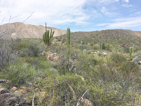 desert scrub