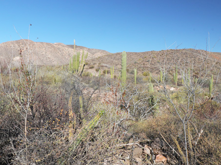 desert scrub