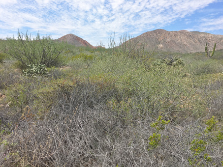 desert scrub