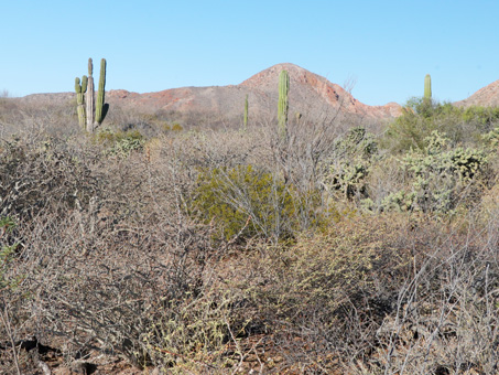 desert scrub