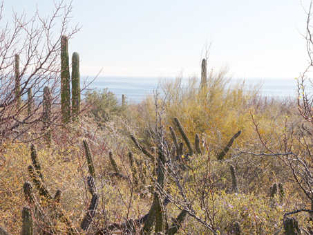 desert scrub