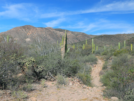 desert scrub