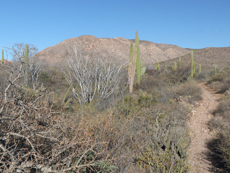 desert scrub