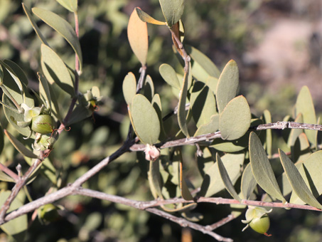 Jojoba fruit