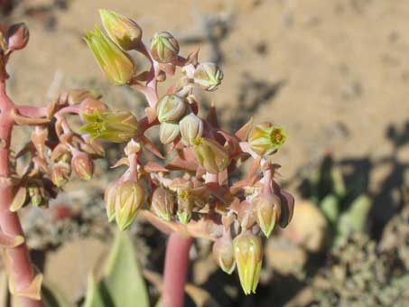 Closeup of flowers of Dudleya acuminata