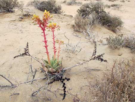 Habit of Dudleya acuminata