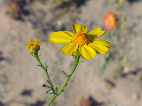 Parkinsonia aculeata flowers