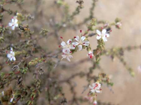 Closeup of Frankenia palmeri flowers