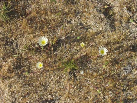 Habit of Desert dandelion plant